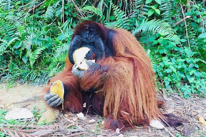 Orang Utan Island and Perak Tong Cave Temple Day Tour from Kuala Lumpur - Practical details for a smoother day