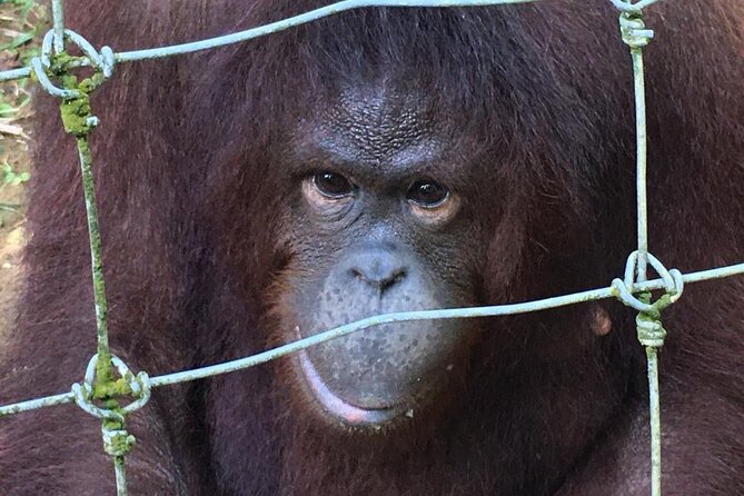 Orang Utan Island Day Tour - Who will enjoy this day most