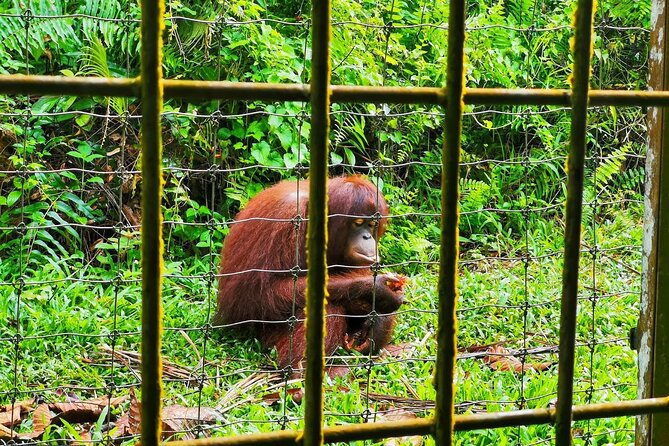 Orang Utan Island Day Tour (Bukit Merah) - Perak Cave Temple and the 40-foot Buddha