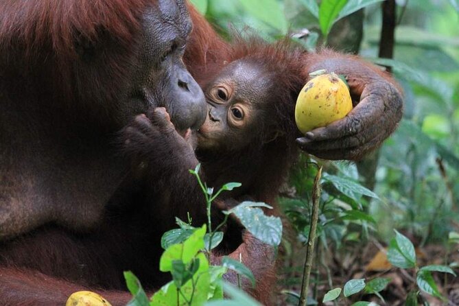 Orang Utan Island Day Tour (Private) - Practical preparation for rain, heat, and walking
