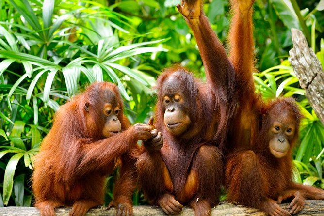 Orang Utan Island Day Tour (Private) - Reaching the island by ferry