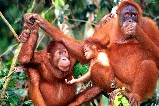Orang Utan Island Day Tour - The road from Kuala Lumpur to Bukit Merah