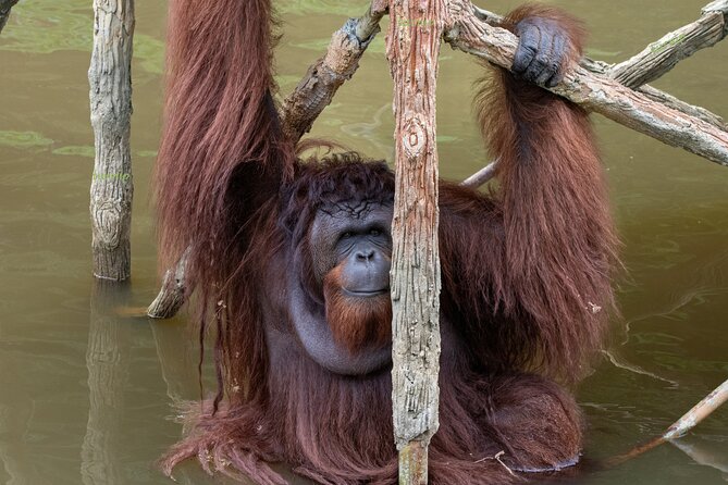 Orangutan Island, A Responsible Wildlife Sanctuary Experience - The ride from Penang to Bukit Merah