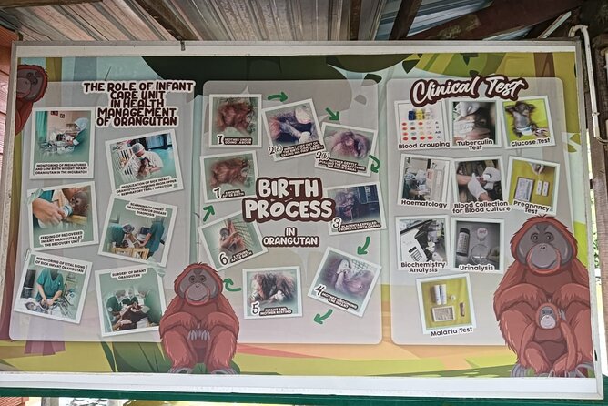Orangutan Island, A Responsible Wildlife Sanctuary Experience - Is $153 per person good value?