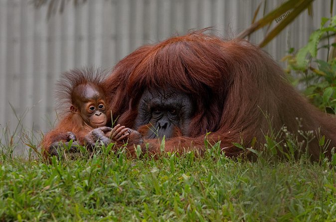 Orangutan Island, A Responsible Wildlife Sanctuary Experience - Who should book this private sanctuary visit?