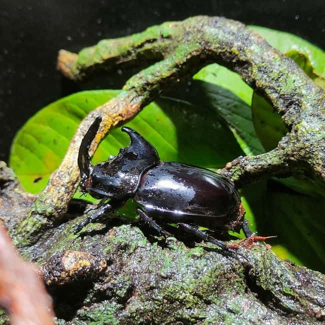 Penang: Entopia General Admission Tickets - A visit that works for different ages