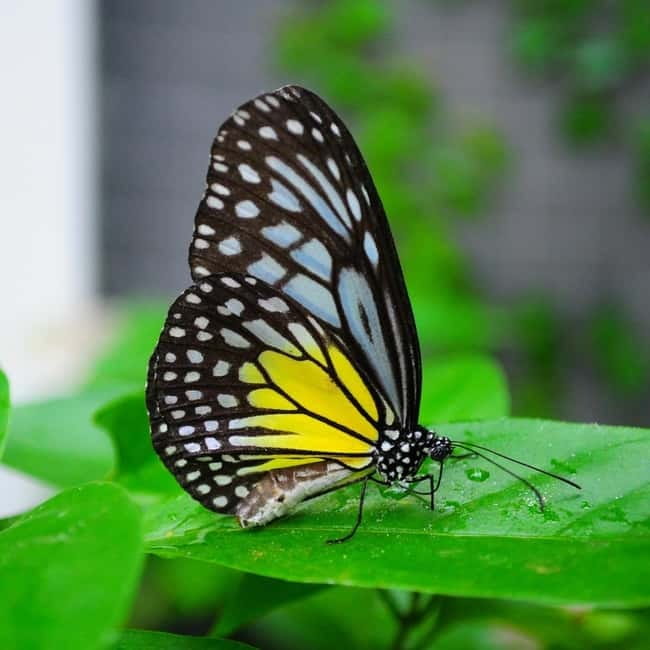 Penang: Entopia General Admission Tickets - What I like most about the experience