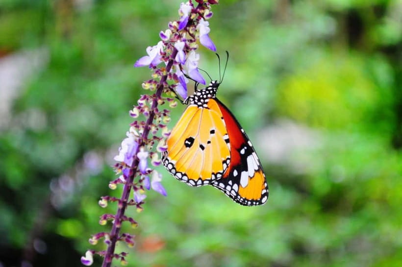 Penang: Entopia General Admission Tickets - The Cocoon turns insects into a lesson