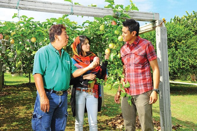 Penang Full Day Tour with Penang Hill, Kek Lok Si & Fruit Farm - Lunch is included, but the day stays tightly timed