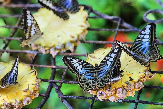 Penang Round Island Tour With Tropical Spice Garden & Entopia Butterfly Farm - Who will enjoy this Penang tour most?
