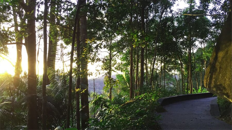 Penang: The Habitat Penang Hill Entry Ticket - The Habitat Penang Hill: rainforest above George Town
