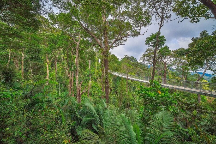 Penang: The Habitat Penang Hill Entry Ticket - The canopy bridge, 40 meters above the forest