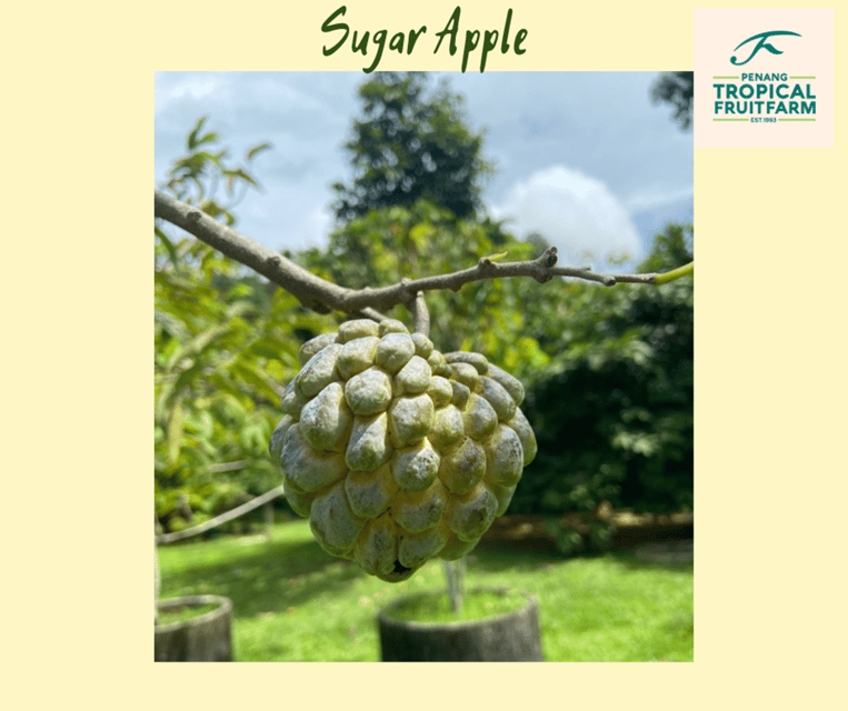 Penang: Tropical Fruit Farm Ticket - Fresh fruit is the heart of the visit