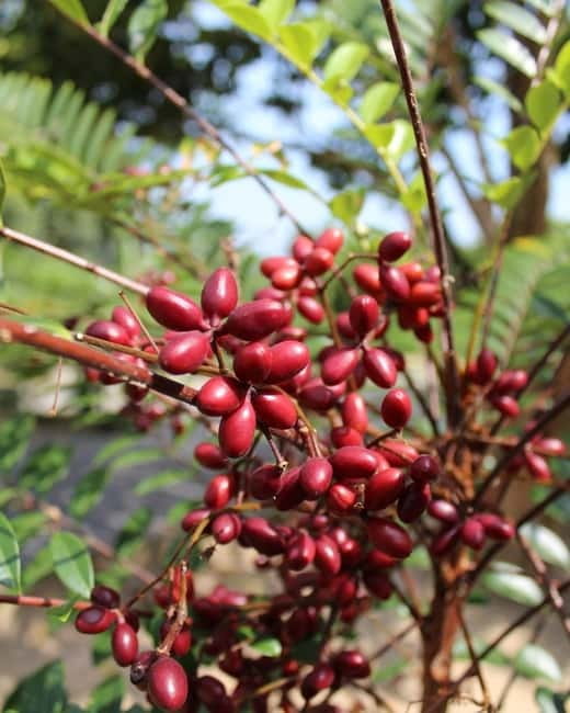 Penang: Tropical Fruit Farm Ticket - Tea, honey, and fruit enzyme tasting