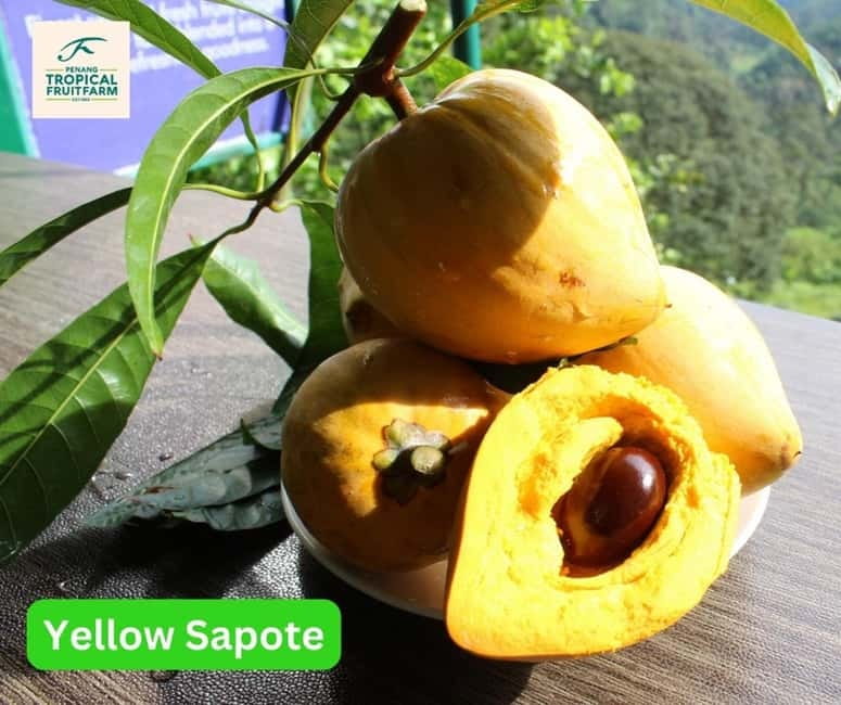 Penang: Tropical Fruit Farm Ticket - Sustainable agriculture with a practical focus