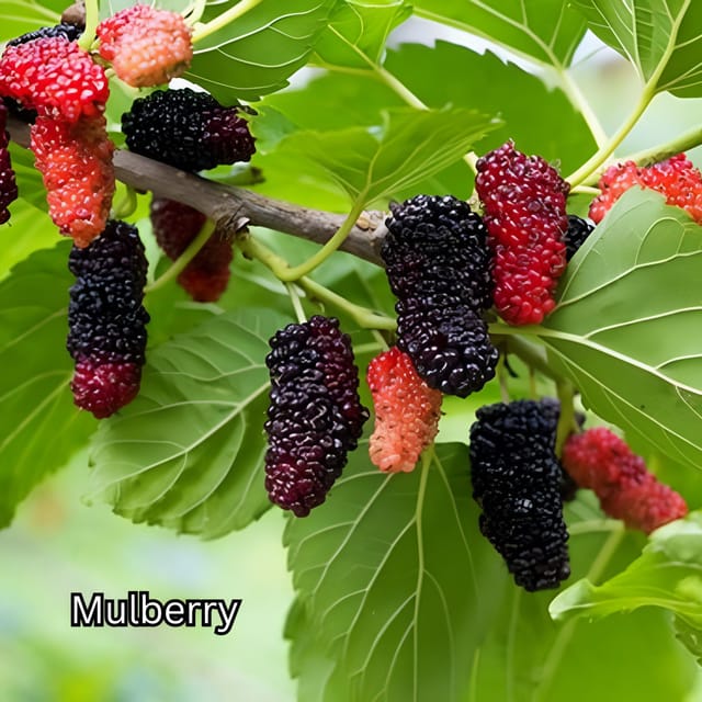 Penang: Tropical Fruit Farm Ticket - A 30-minute walk through the fruit collection