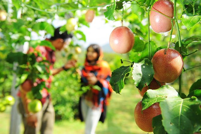 Penang Tropical Fruit Farm with Fruit Tasting - What the private format changes