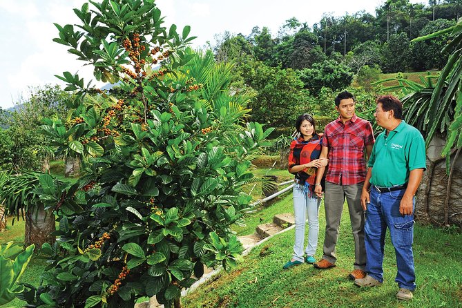 Penang Tropical Fruit Farm with Fruit Tasting - The fruit buffet and fresh juice