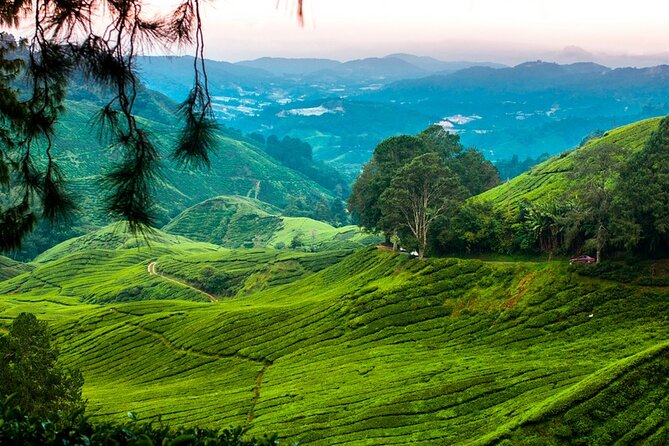 Private Full-Day Cameron Highlands Nature Tour from Kuala Lumpur - Bee farms and the working side of the highlands