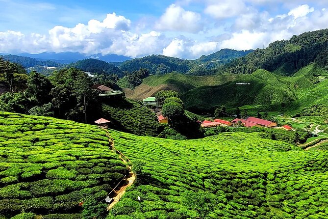 Private Full-Day Cameron Highlands Nature Tour from Kuala Lumpur - Brinchang and Sam Poh Temple
