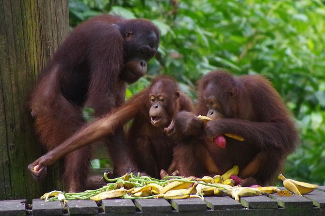 Private Full Day Sepilok Orang Utan, Bornean Sun Bear and Rainforest Discovery Center Tour - Lunch, walking, and the day’s pace