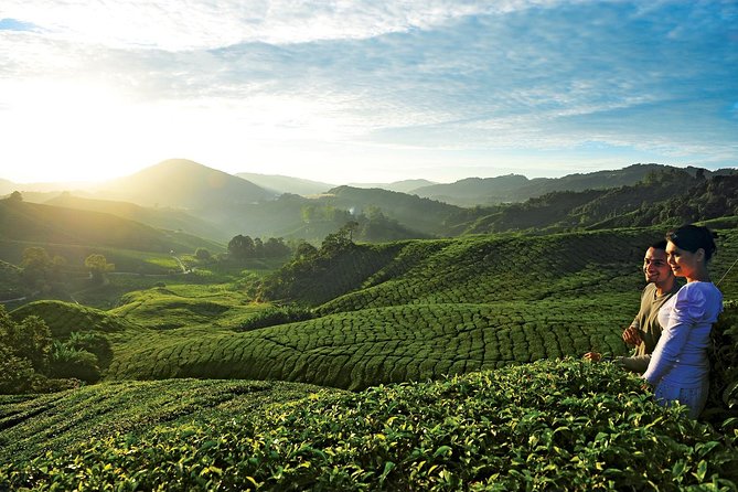 Private Nature Trip to Cameron Highlands from Kuala Lumpur - Fresh produce at the market and farms