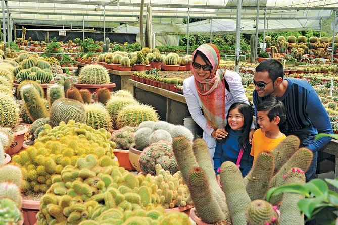 Private Nature Trip to Cameron Highlands from Kuala Lumpur - Lunch, vehicle, and private service