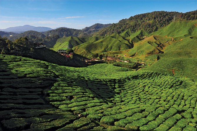 Private Nature Trip to Cameron Highlands from Kuala Lumpur - Bharat Tea Estate and Cameron Valley tea
