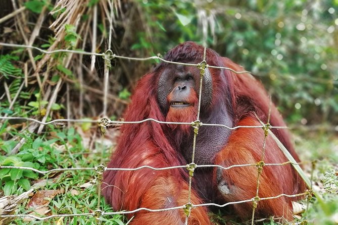 Private Tour: Ipoh Secrets Taiping Heritage & Orang Utan Island - Why this Ipoh to Taiping route is worth your day
