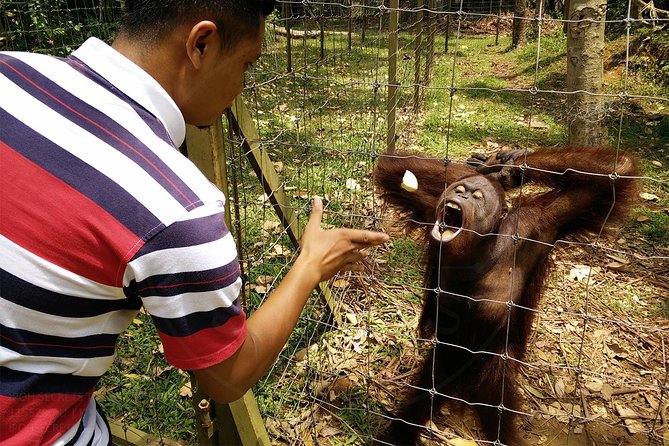 Private Tour: Ipoh Secrets Taiping Heritage & Orang Utan Island - Matang and Kota Ngah Ibrahim’s tin-mining story