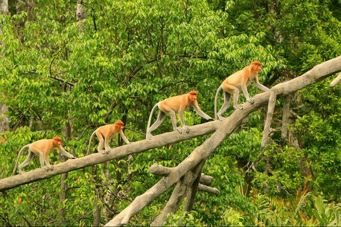Proboscis Monkey and Fireflies River Cruise - Key points to know before you book