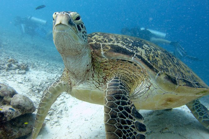 RAID Try-Dive Experience in Kota Kinabalu - Key points before you book