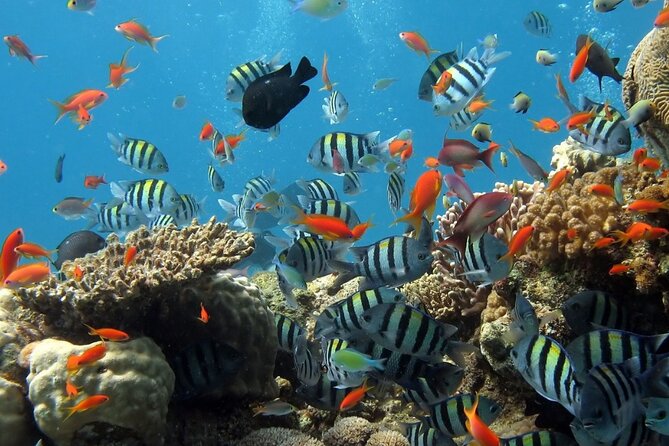 RAID Try-Dive Experience in Kota Kinabalu - Learning the basics before entering the water
