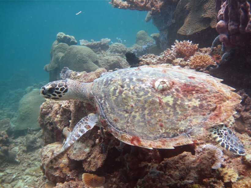 RAID Try-Dive in Kota Kinabalu, Sabah - The second session reaches the reef