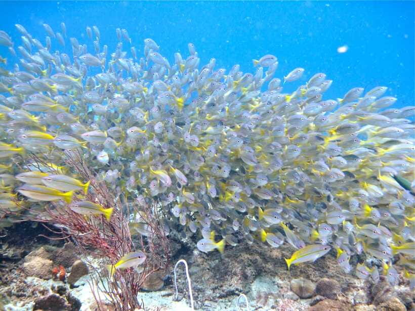 RAID Try-Dive in Kota Kinabalu, Sabah - Health, age, and flight rules