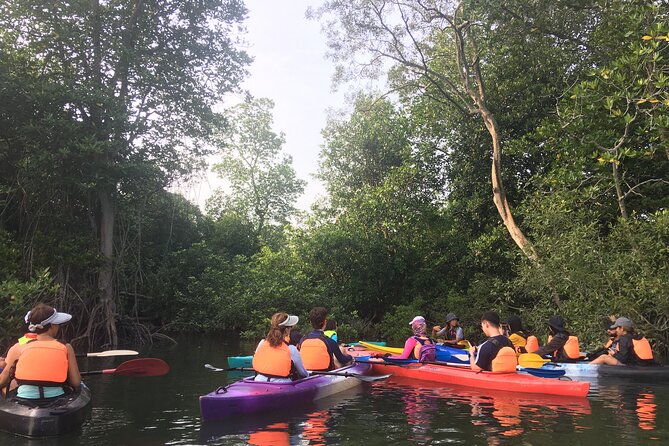 River Exploration and Mangrove Nature Tour by kayaking - What low tide reveals in the mangrove mud