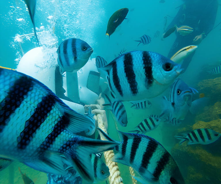 Sabah: Dreamer Island Snorkeling Day Tour Ticket - Leaving Kota Kinabalu at 8:30