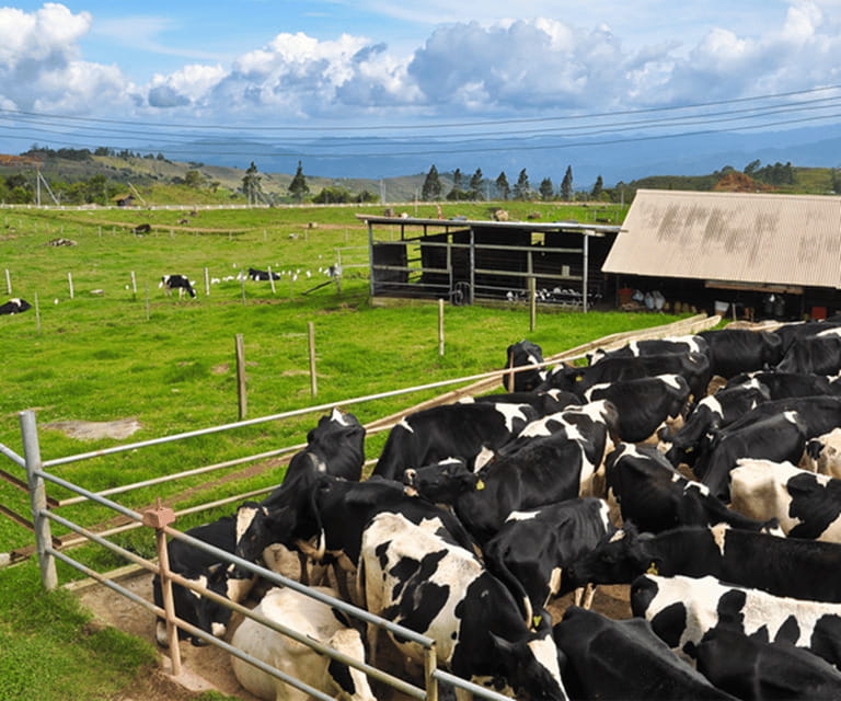 Sabah: Kinabalu Park, Hot Springs, and Cow Farm Day Tour - Leaving Kota Kinabalu for Mount Kinabalu