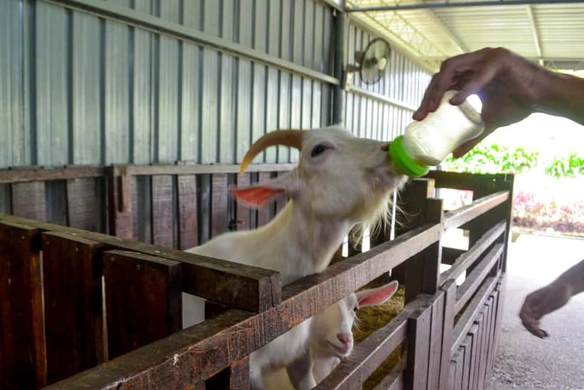 Sabah: Kinabalu Park, Poring Hot Springs & Desa Farm Tour - Comfort, weather, and who should skip it