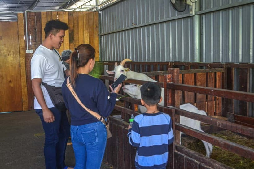 Sabah: Kinabalu Park, Poring Hot Springs & Desa Farm Tour - Desa Dairy Farm, Sabah’s highland change of pace