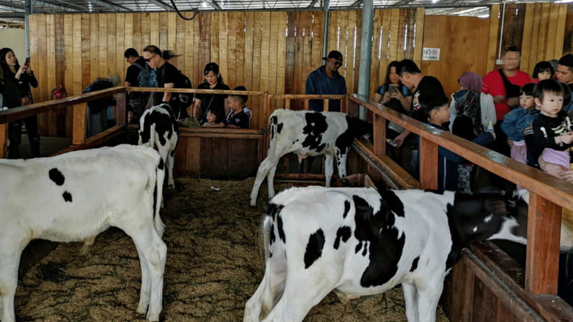 Sabah: Kundasang Nature Day Tour - Desa Dairy Farm, Kundasang’s most distinctive stop