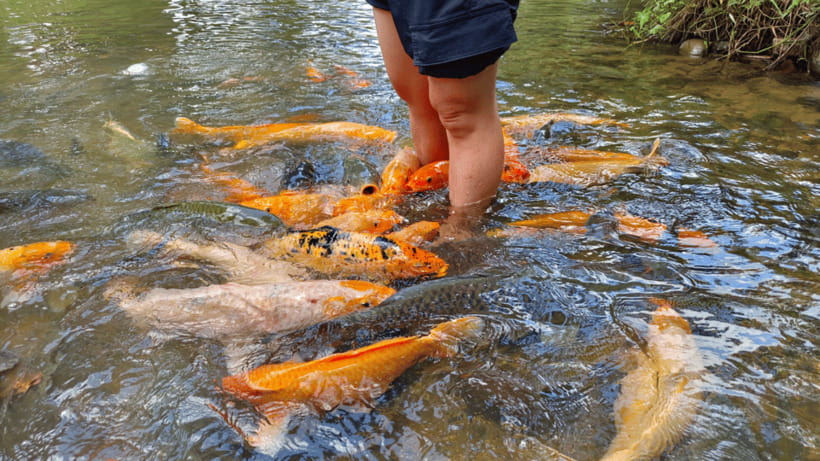 Sabah: Kundasang Nature Day Tour - Moroli River and the fish spa