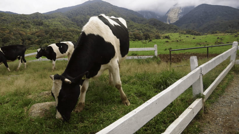 Sabah: Kundasang Nature Day Tour - Poring Hot Spring and the extra-cost choices