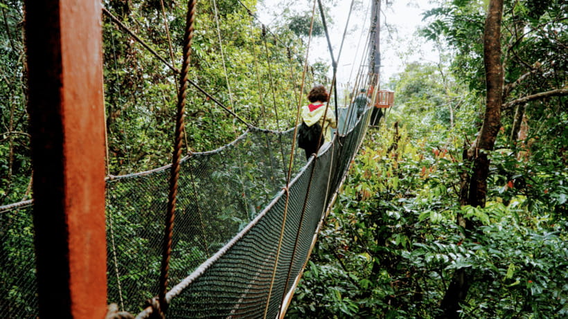 Sabah: Kundasang Nature Day Tour - The 60-meter Canopy Walkway