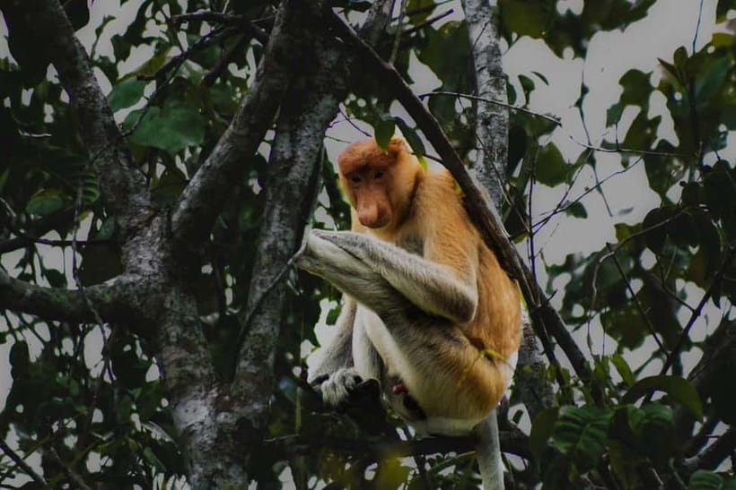 Sabah: Mangrove Fireflies, and Sky Mirror Dream Beach Tour - Key points to know before booking