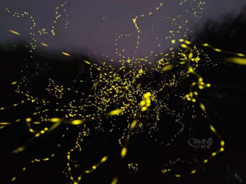 Sabah: Mangrove Fireflies, and Sky Mirror Dream Beach Tour - From Kota Kinabalu to Bongawan in 70 minutes