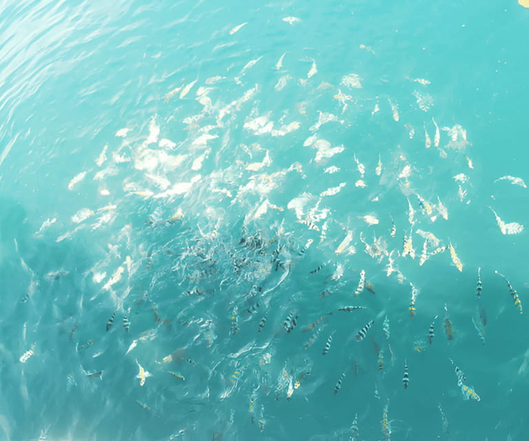 Sabah: Manukan and Sapi Islands Excursion Ticket - Should you book Manukan and Sapi Islands?