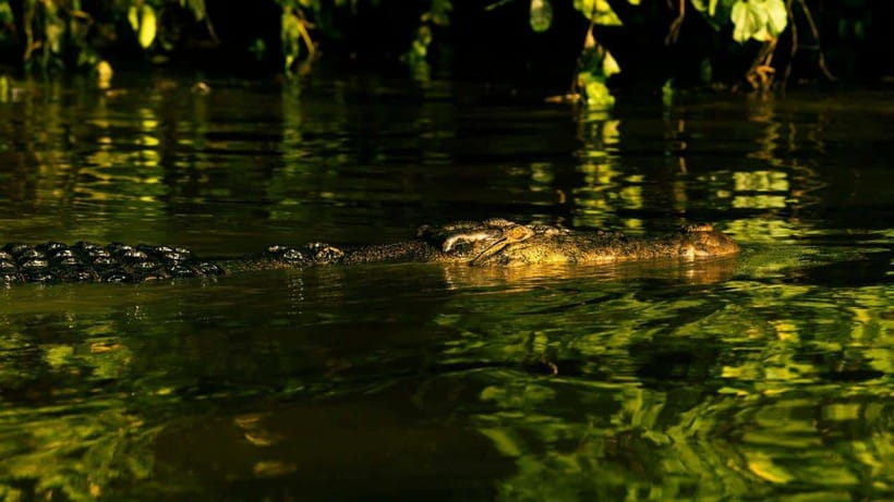Sandakan: 2 Days 1 Night Bilit, Kinabatangan River Wildlife - Why Bilit is worth the long river journey
