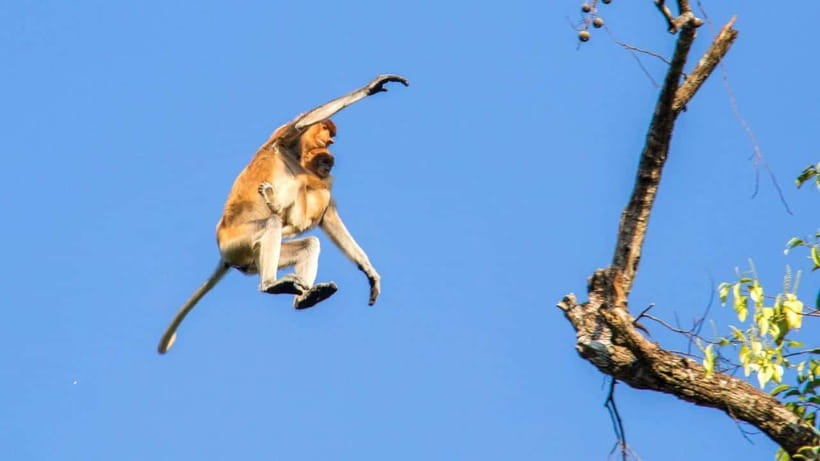 Sandakan: 2 Days 1 Night Bilit, Kinabatangan River Wildlife - How the guiding affects your wildlife chances