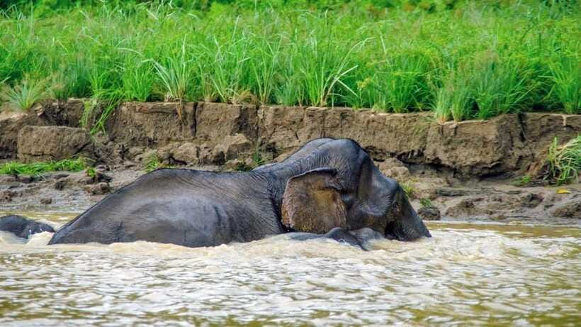 Sandakan: 2 Days 1 Night Bilit, Kinabatangan River Wildlife - Who should book this two-day trip